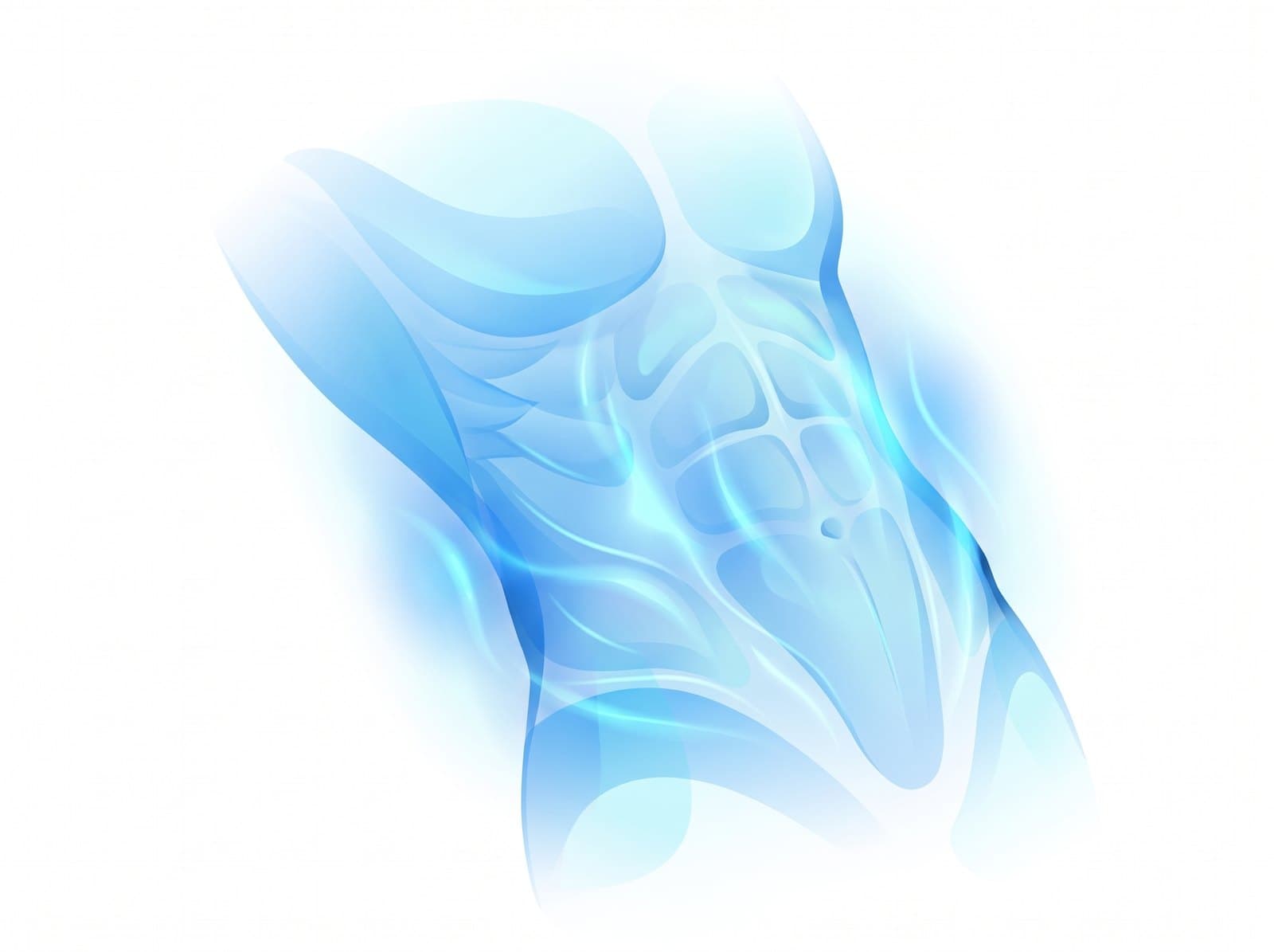 Illustration: Bauch- und Rumpfmuskulatur